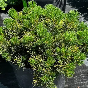Pinus mugo Dwarf Mountain Pine