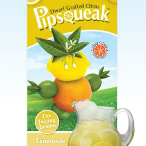 Citrus limon Pipsqueak Lemonade Dwarf