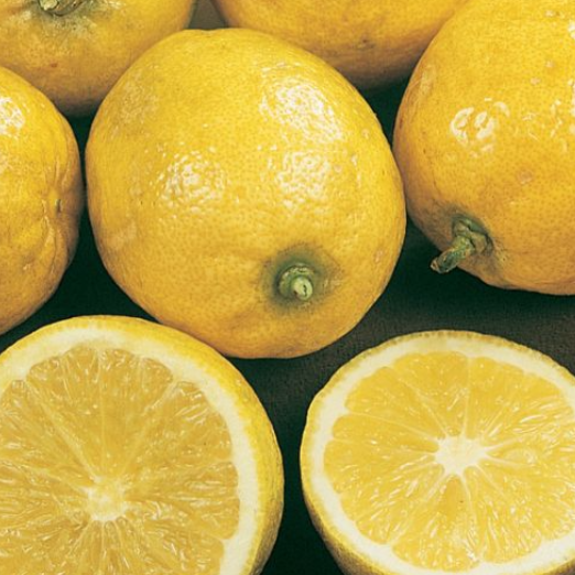 Citrus limon Pipsqueak Lemonade Dwarf