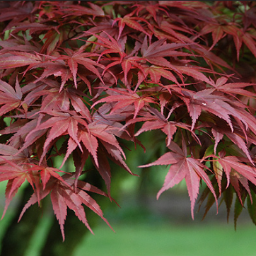 Acer palmatum Pixie