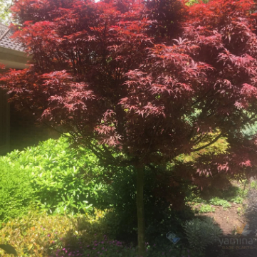 Acer palmatum Pixie