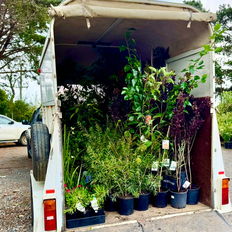 plant direct delivery