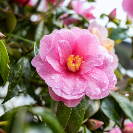 Camellia sasanqua Plantation Pink