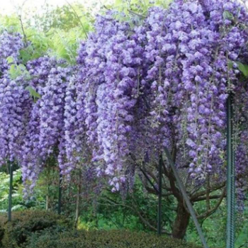 Wisteria floribunda Violacea Plena