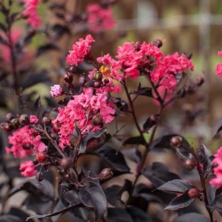 Lagerstroemia Plum Magic Crepe Myrtle