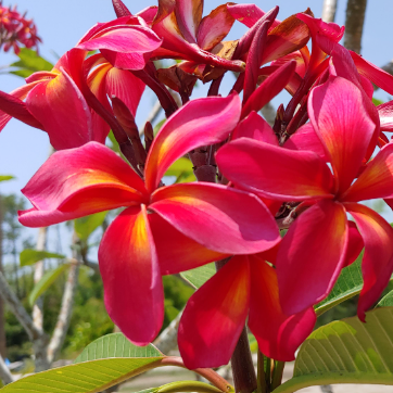 Plumeria rubra Red – Mountain View Nursery