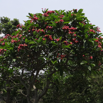 Plumeria rubra Red