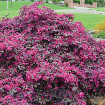 Loropetalum chinense Plum Gorgeous