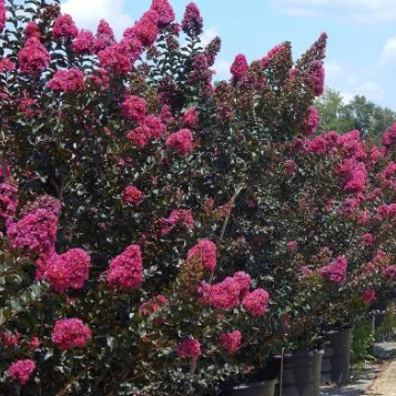Lagerstroemia Plum Magic Crepe Myrtle