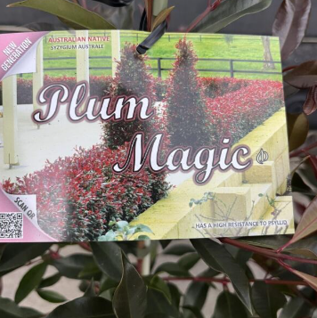 Syzygium australe Plum Magic