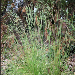 Poa sieberiana