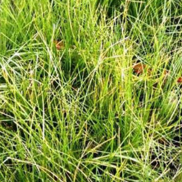 Poa sieberiana