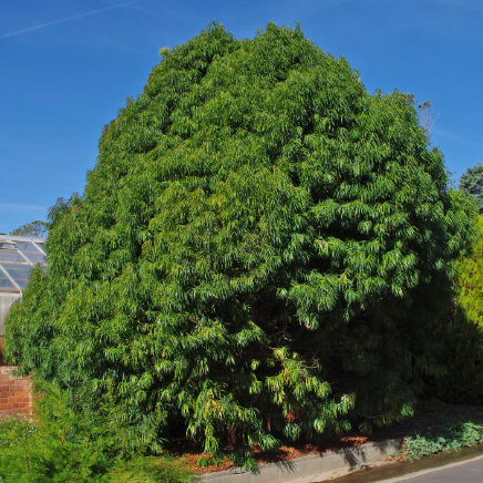 Podocarpus elatus Illawarra Plum