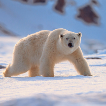 Camellia japonica Polar Bear