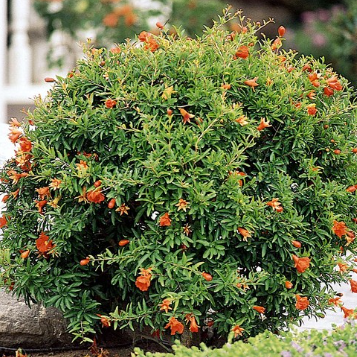 Punica granatum Nana