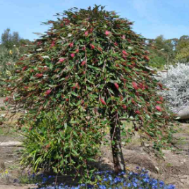Grevillea Poorinda Royal Mantle Standard