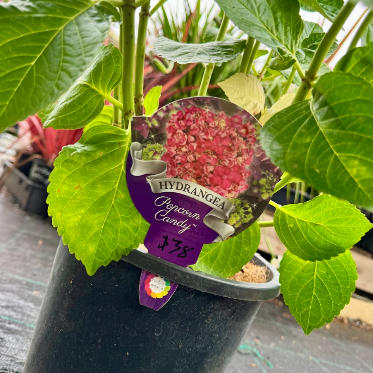 Hydrangea schroll Popcorn Candy