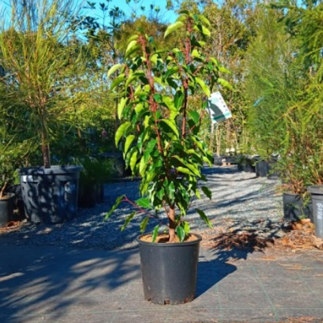Prunus lusitanica Portuguese Laurel