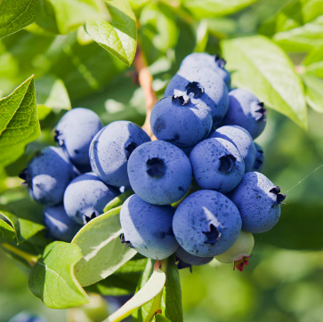 Vaccinium ashei Powder Blue Blueberry