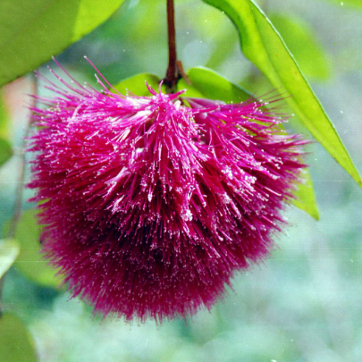 Syzygium wilsonii Powder Puff Lilly Pilly