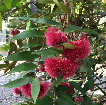 Syzygium wilsonii Powder Puff Lilly Pilly