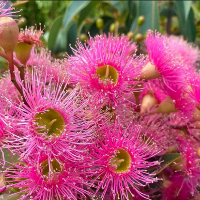 Corymbia ficifolia Precious