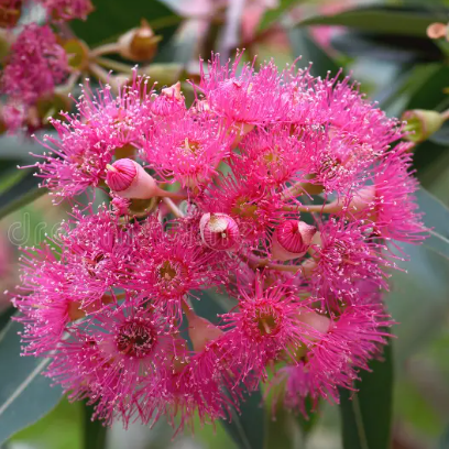 Corymbia ficifolia Precious