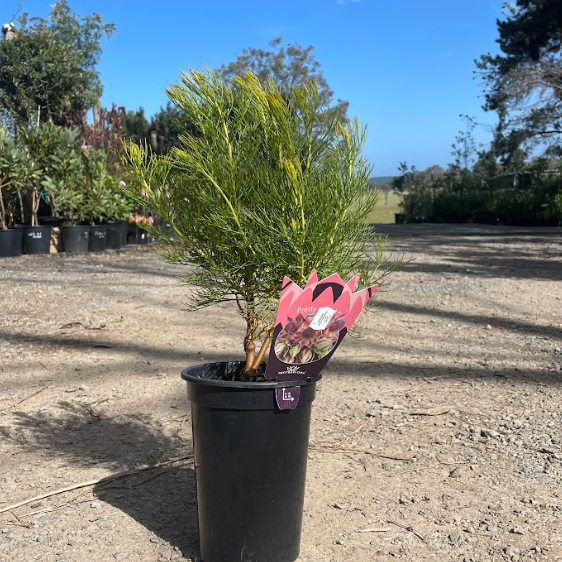 Serruria Pretty in Pink PBR