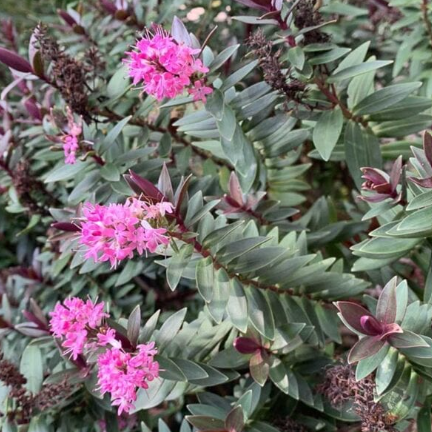Hebe hybrida Pretty N Pink