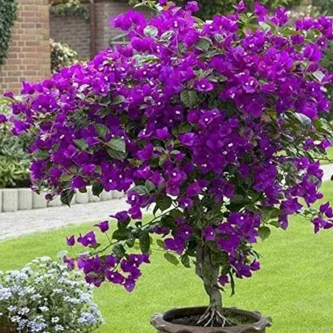 Bougainvillea Red Dragon™ Pretty Purple