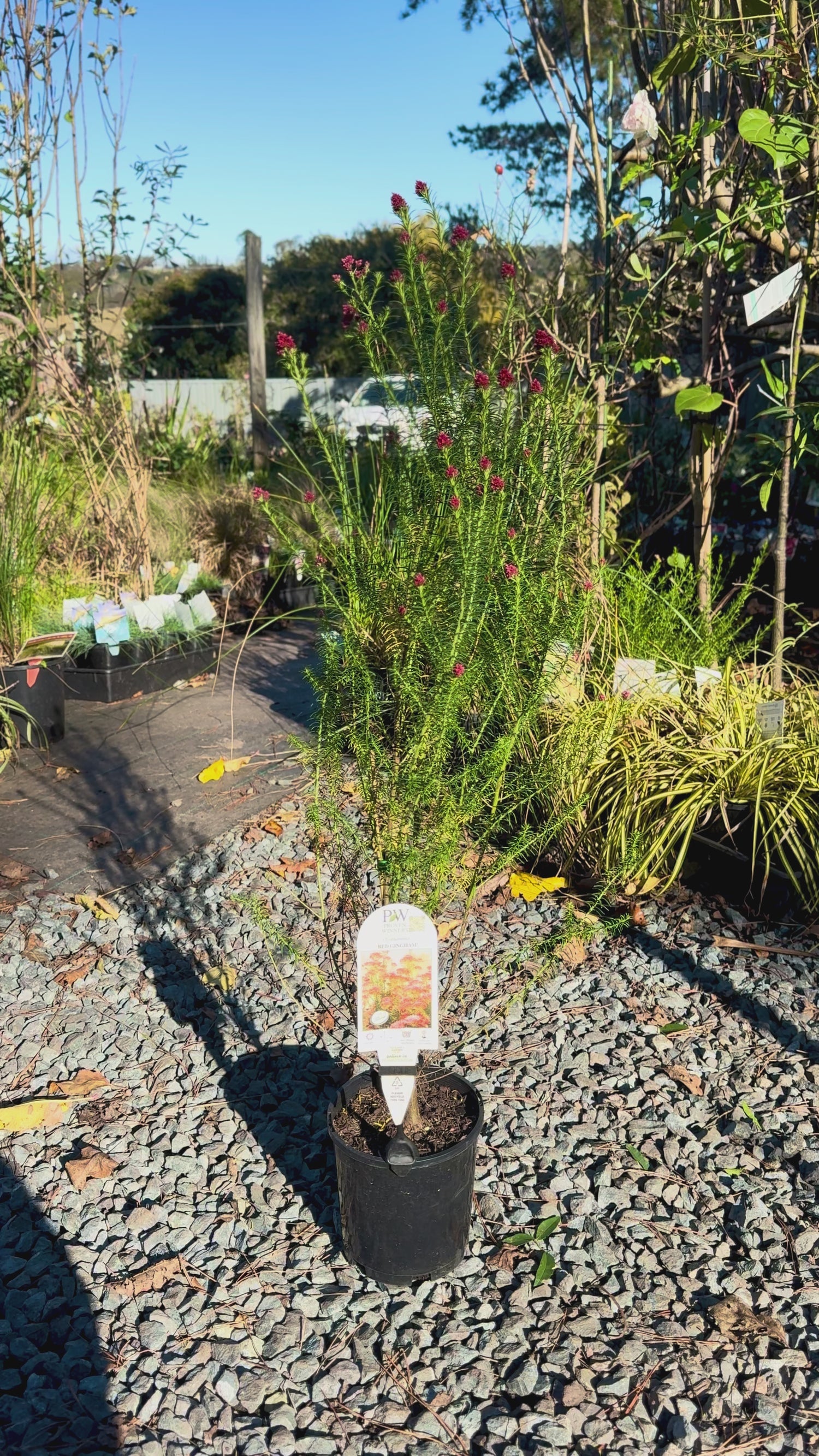 Ozothamnus Red Gingham