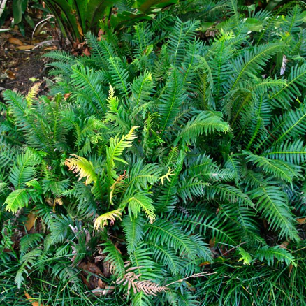 Doodia aspera Prickly Rasp Fern