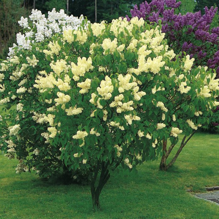 Syringa vulgaris Primrose Lilac