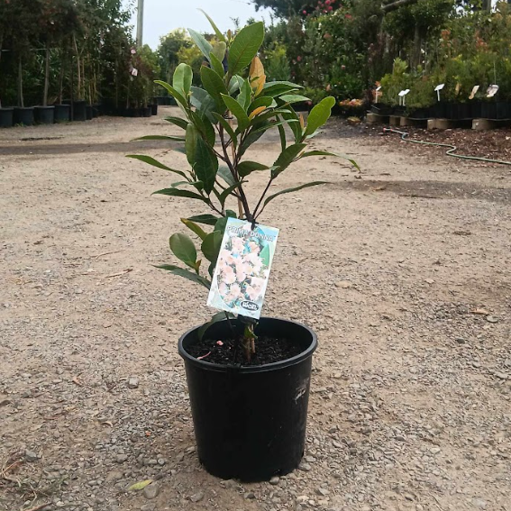 Elaeocarpus reticulatus Prima Donna
