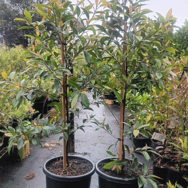 Elaeocarpus reticulatus Prima Donna