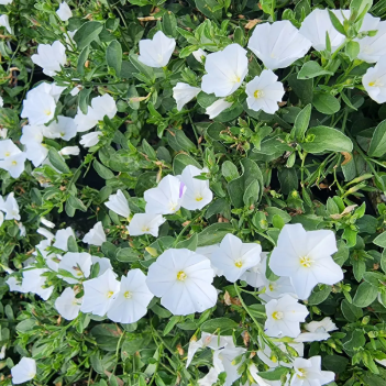 Convolvulus sabatius Prime White