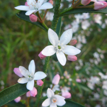 Philotheca myoporoides Profusion