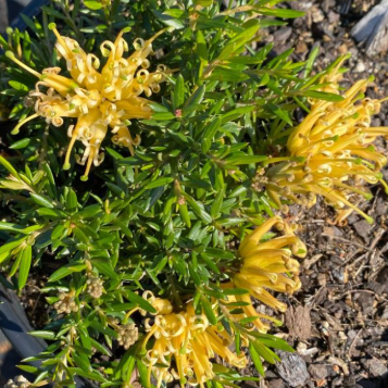 Grevillea juniperina Prostrate Gold