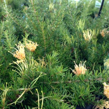 Grevillea juniperina Prostrate Yellow