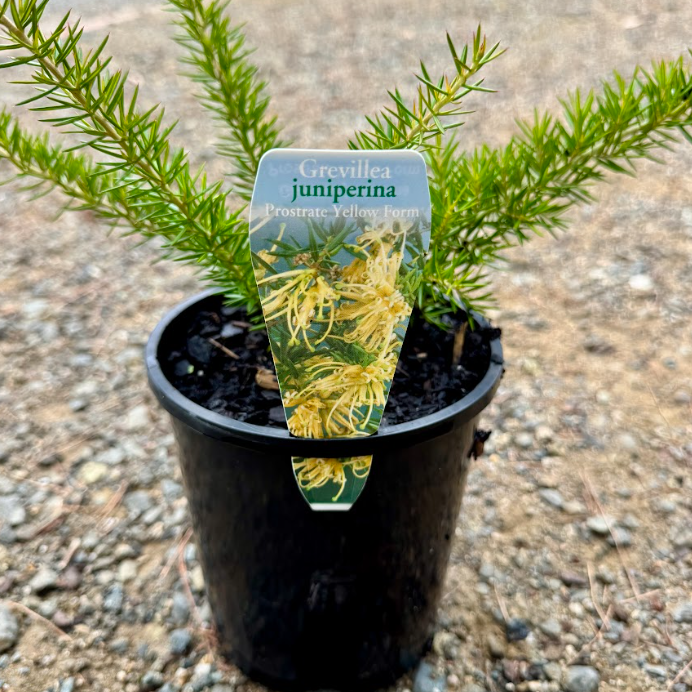 Grevillea juniperina Prostrate Yellow