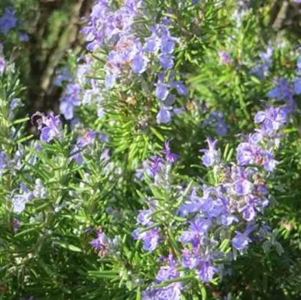 Rosmarinus officinalis Prostratus