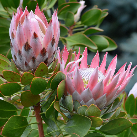 Protea cynaroides King