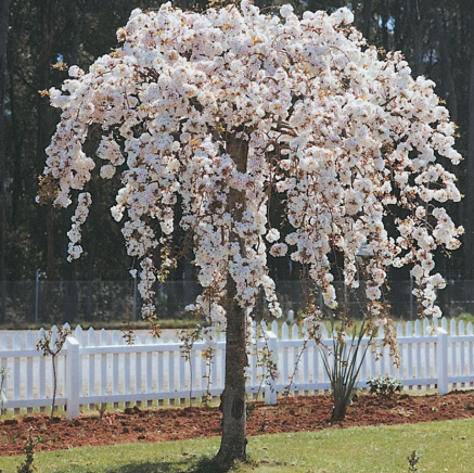 Prunus subhirtella pendula Alba