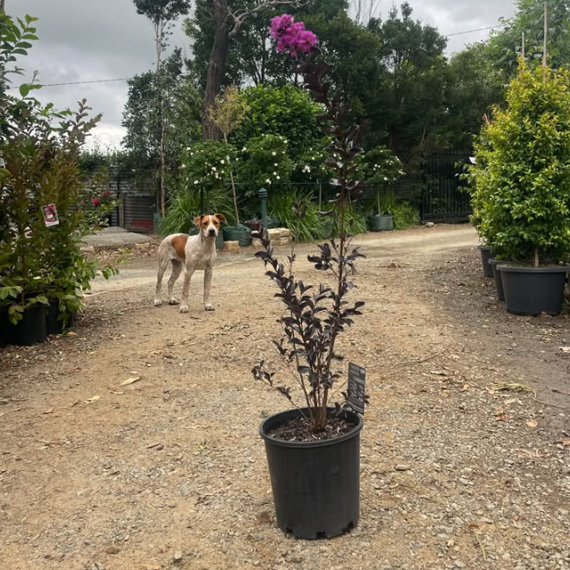 Lagerstroemia Diamonds in the Dark Purely Purple Crepe Myrtle