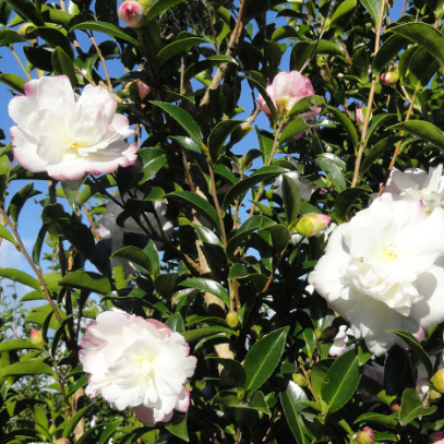 Camellia sasanqua Pure Silk