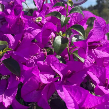 Bougainvillea glabra Purple Cascade