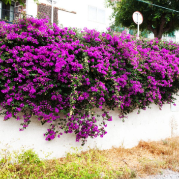 Bougainvillea glabra Purple Cascade