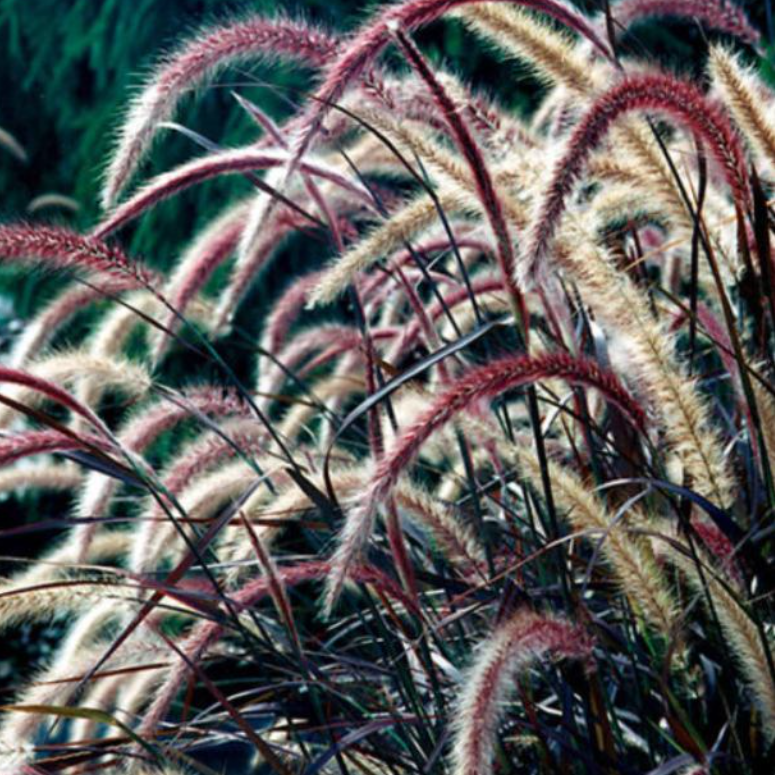 Pennisetum advena Rubrum