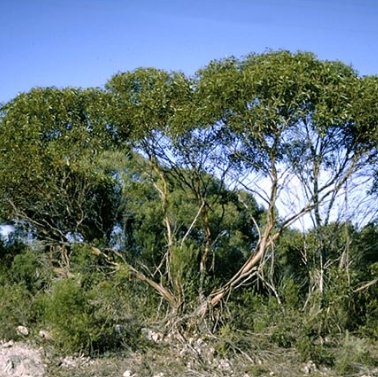 Eucalyptus albopurpurea Purple Patch