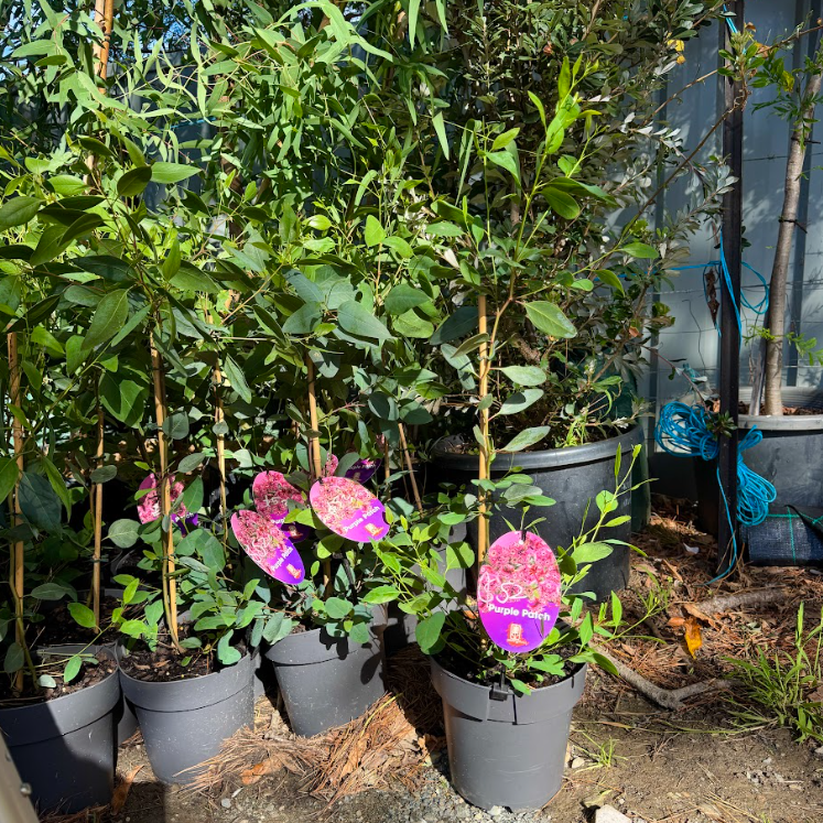 Eucalyptus albopurpurea Purple Patch